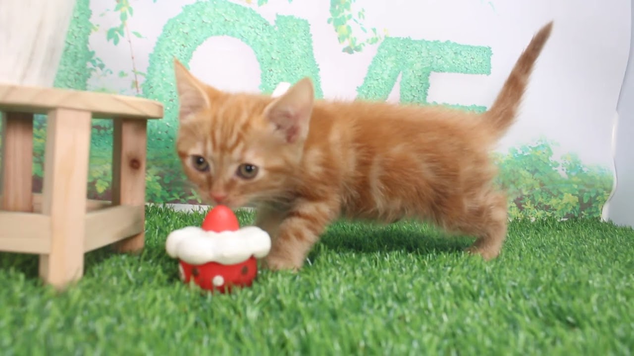 Coo&RIKU　No622679　アメリカンショートヘアー