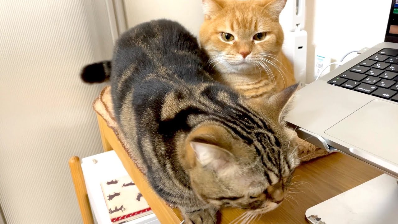 ママのデスクに遊びにきた猫が自由すぎる…笑