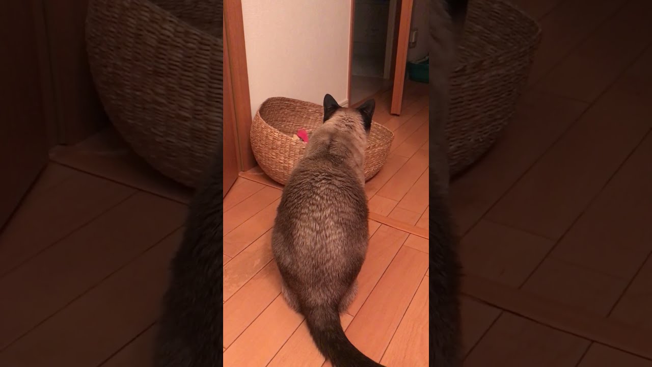獲物を見つけちゃったたぬき猫なのにゃ♪