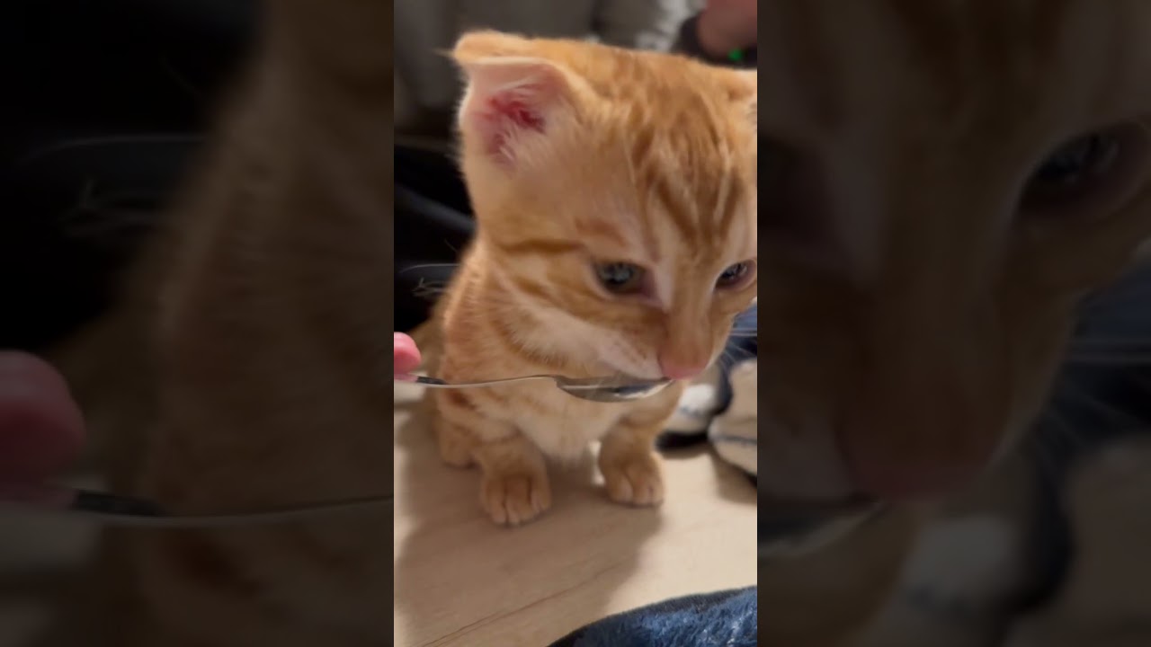 とにかくかわいいコモちゃん🐈 #キンカロー #子猫 #猫 #猫のいる暮らし #cat #catlover #catvideos #고양이 #catlovers #catvideo