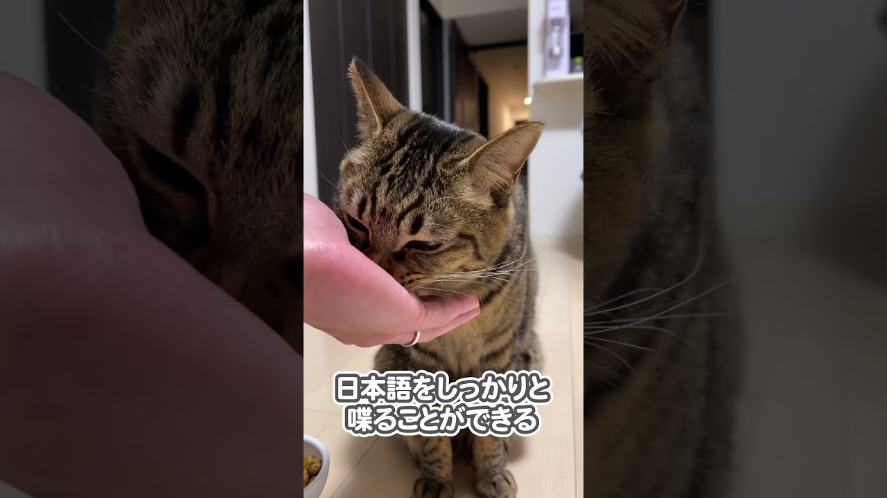 【ガチ】うちの猫、本当に日本語をしゃべり始めました…