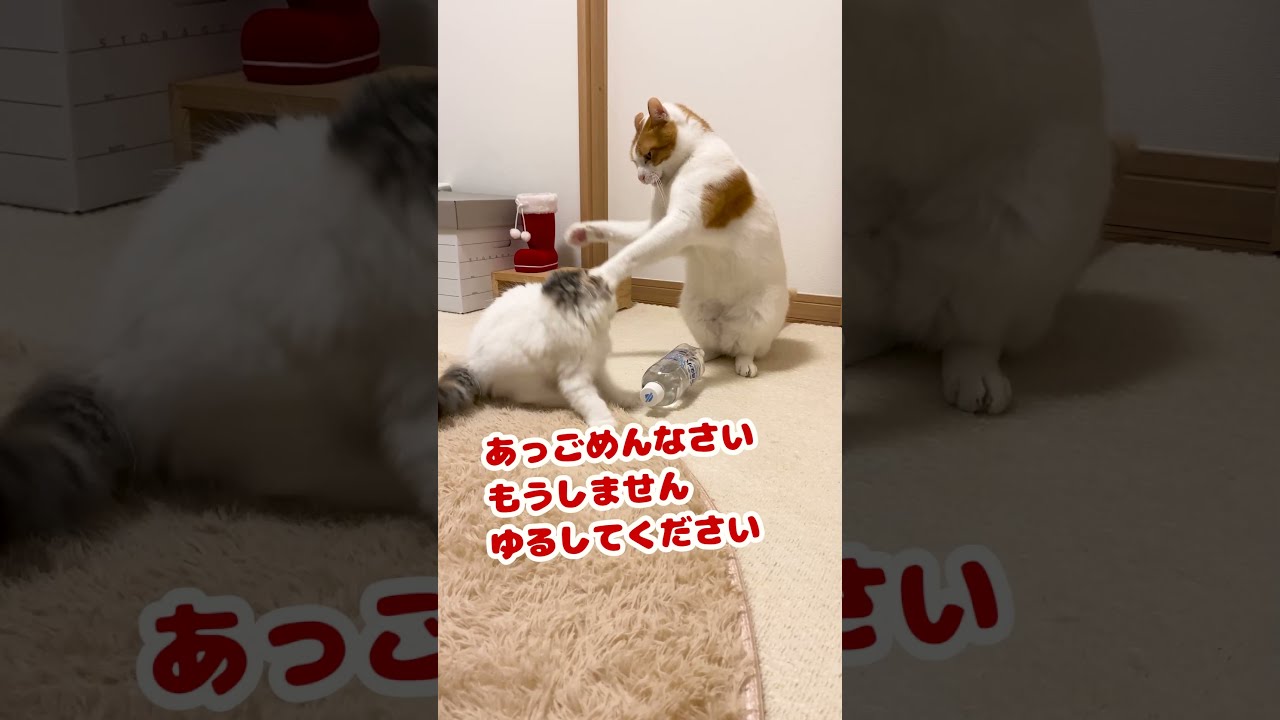イタズラ失敗して師匠にシバかれる子猫【おしゃべりする猫】 #Shorts