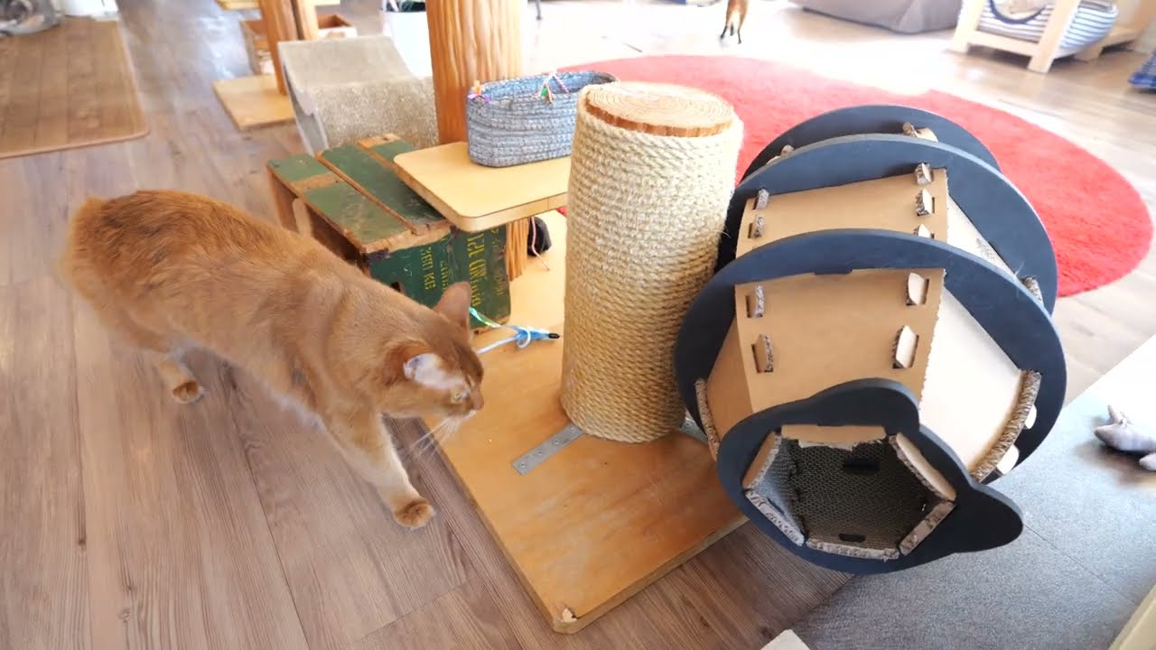 【メインクーン、ベンガル、ソマリ】ラグビーボール型のトンネル　自分で倒して入るリリさん