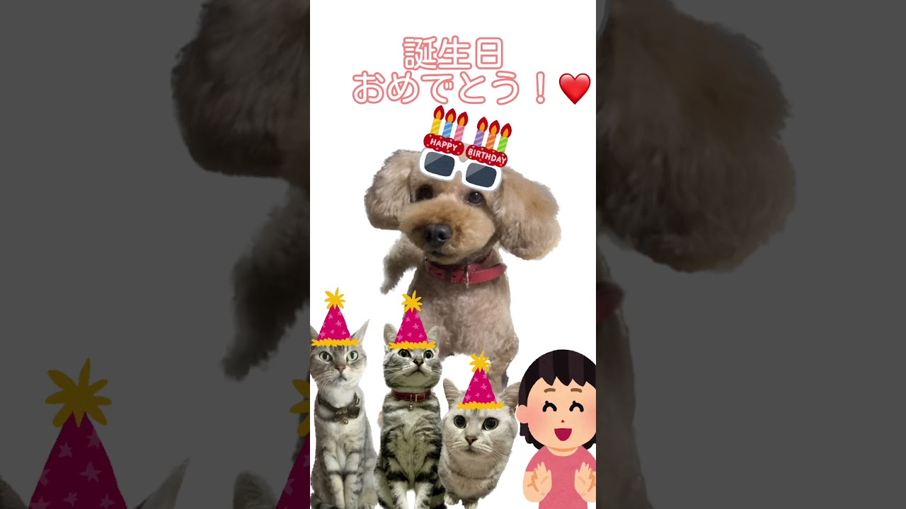 3月3日は我が家の大切な家族のエアロの誕生日です! #shorts