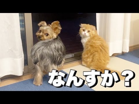 尊い後ろ姿なんじゃ【ヨーキー、スコティッシュフォールド】