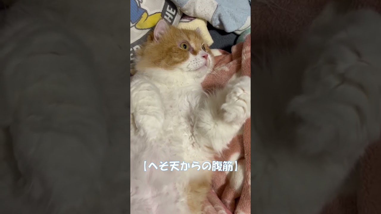 へそ天からの腹筋 #shorts  #猫 #アメリカンカール #cat