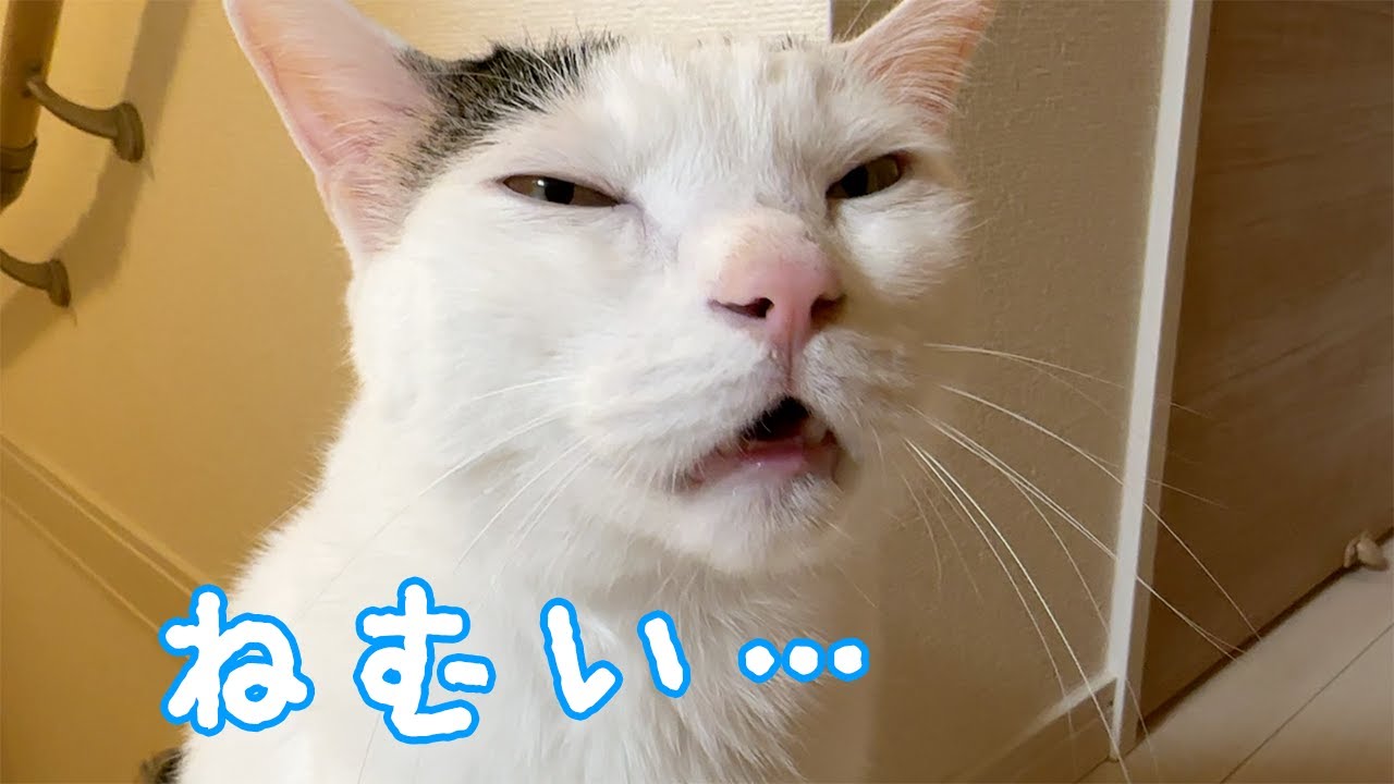 寝る時間に「眠い」という猫チロさん