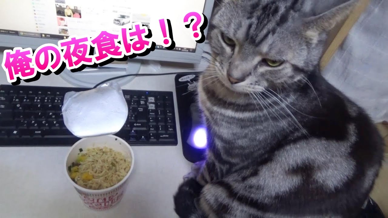 夜食くれアピールする２歳９ヵ月の深夜（アメリカンショートヘア）