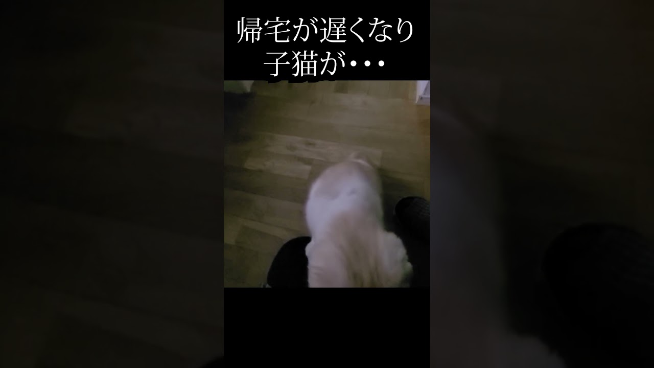 帰宅が遅くなりこっそり帰ったら子猫がこうなった...#猫 #shorts