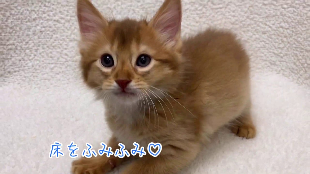 【ソマリ】柔らかい手触りのソマリくん☆