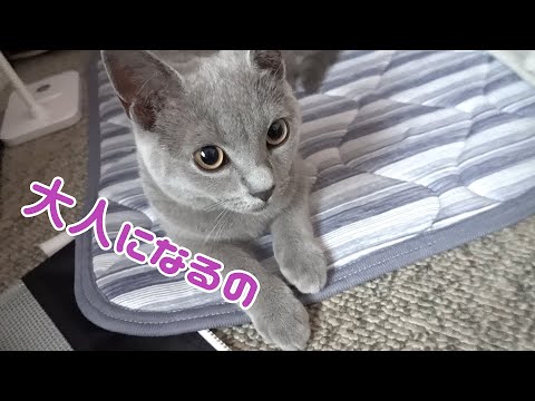 シャルトリューのかわいい猫が発情、その後の状況ご報告           【シャルトリュー】