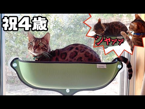 子供達の誕生日プレゼントで喧嘩する両親猫