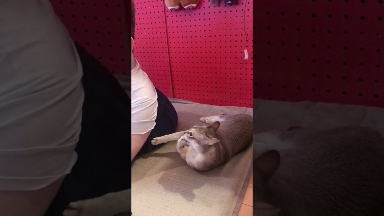 お爪ガジガジしているシンガプーラなのにゃ♪