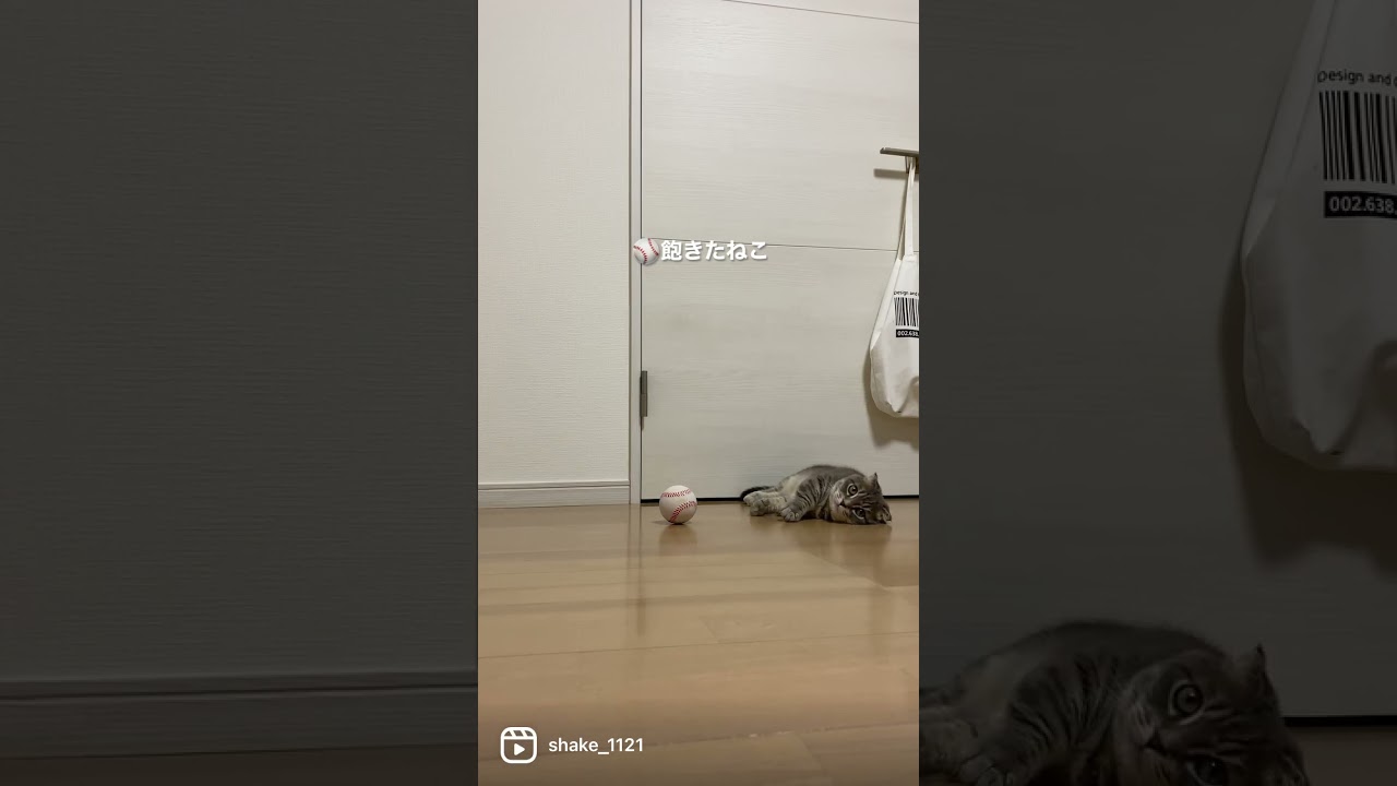 ボールに飽きた猫がこちら   #マンチカン #短足マンチカン #Shorts