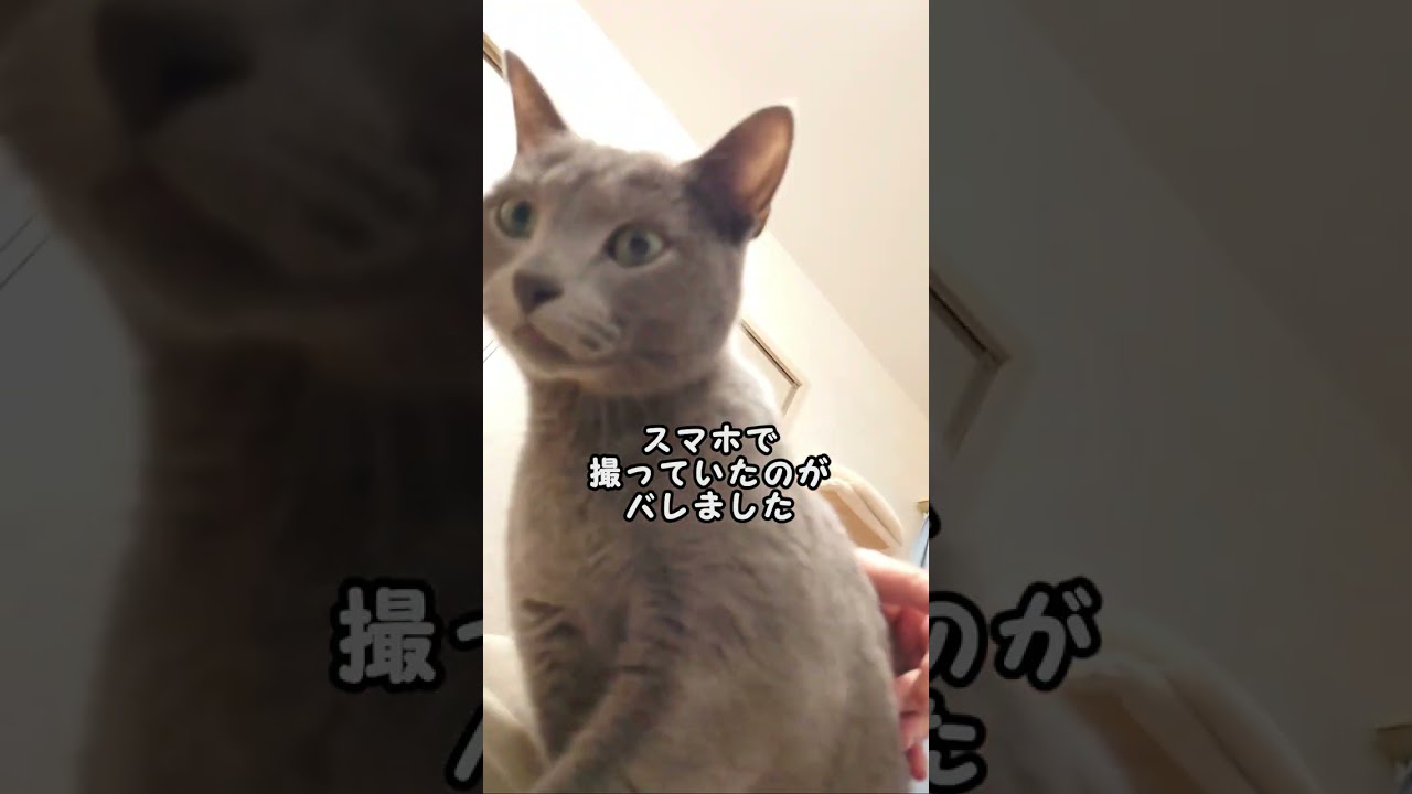【猫動画】スマホで撮ってるのに気づくロシアンブルー【russianbule】#shorts　A Russian Blue that notices you're shooting