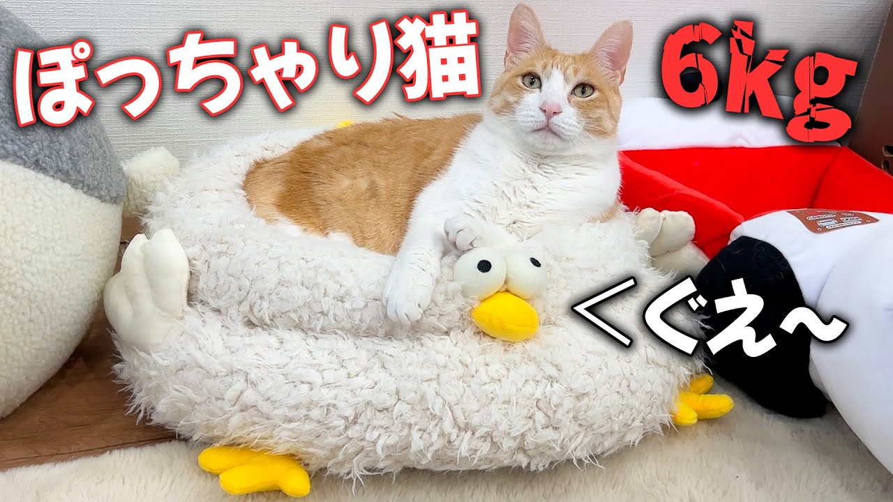 ぽっちゃり猫に可愛いヒヨコのベッドをプレゼントしたんだけど。。。