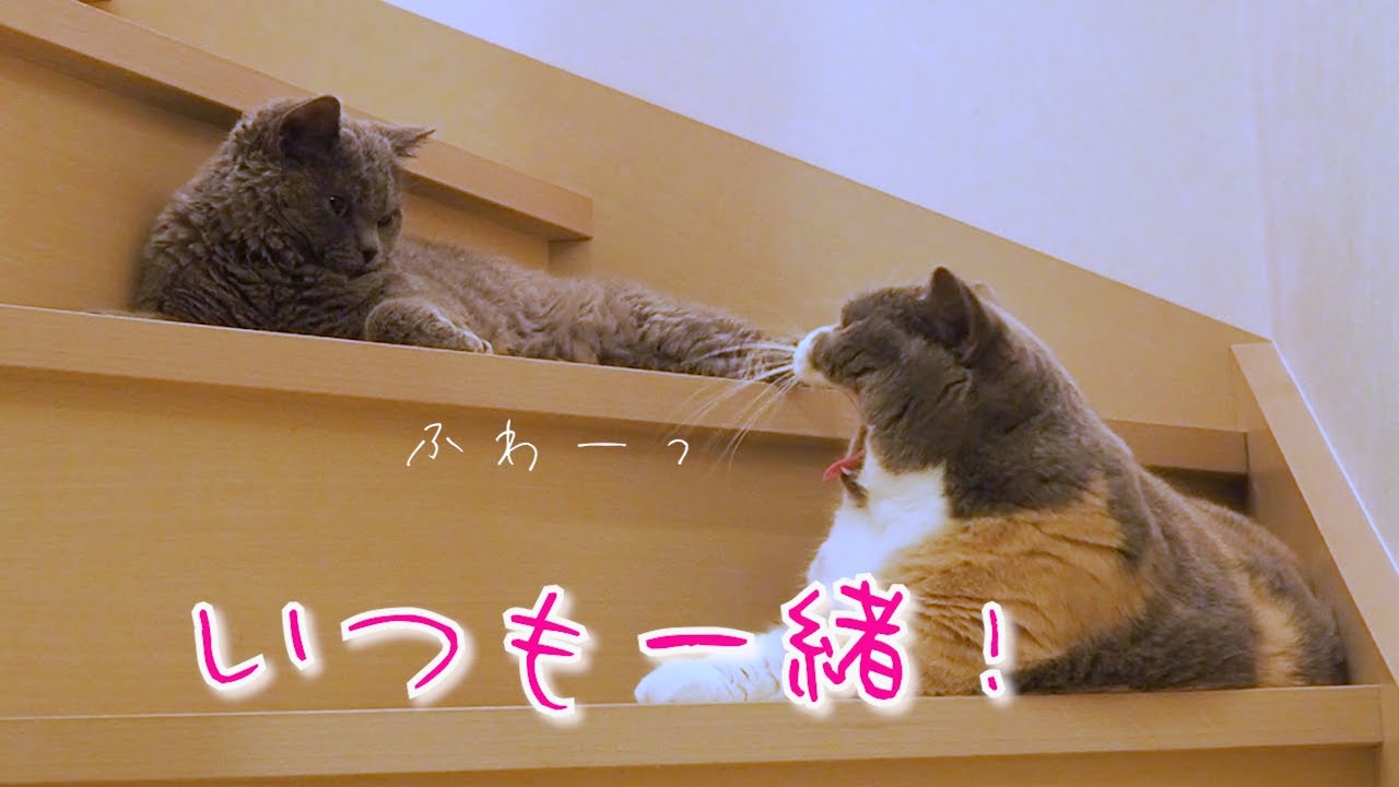 まったり姉妹猫、今日も何やらゴニョゴニョ密談中｜セルカークレックス｜ブリティッシュショートヘア