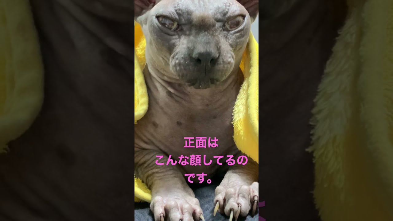 スフィンクス猫をちゃんと見たことありますか？