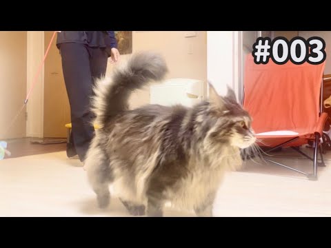 【メインクーンのいる生活はこんなに楽しい】日常の様子を公開！2023/3/2