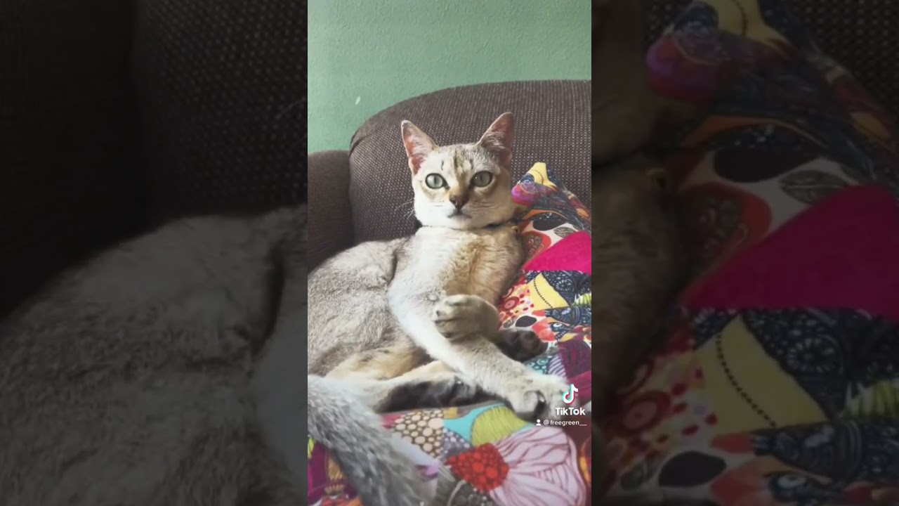 ゴン、ずっと大好きだよ！#シンガプーラ #singapura #cat #animals #freegreen #山梨