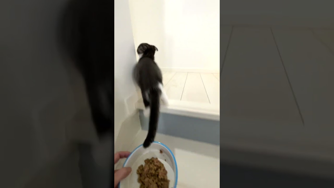 ごはんに一生懸命ついてくる子猫ーその後【猫のいる暮らし】#shorts