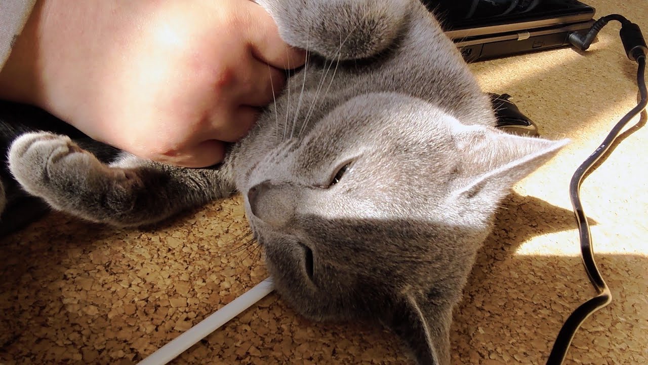 【猫動画】気持ちよくてごろんしちゃうロシアンブルー【russianbule】Russian blue that feels good and sleeps