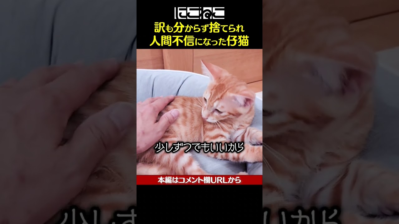 突然捨てられた子猫の未来は…  #Shorts
