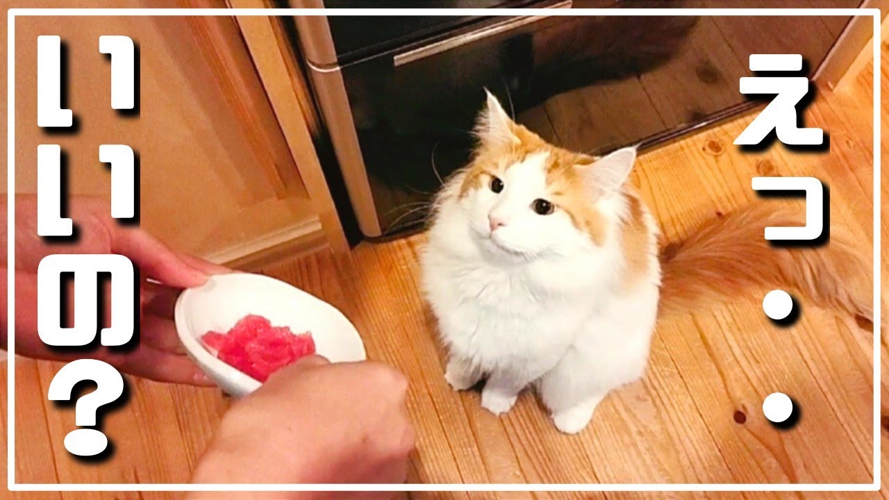 いきなり猫にご褒美！毎日がお祝いだっていいじゃない。【大型猫メインクーン】We love Maine coon cat!