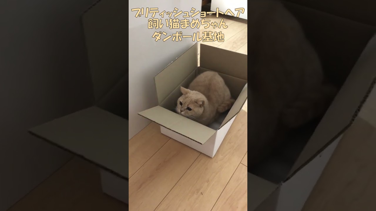 ブリティッシュショートヘア 飼い猫まめちゃん ダンボール基地 #Shorts