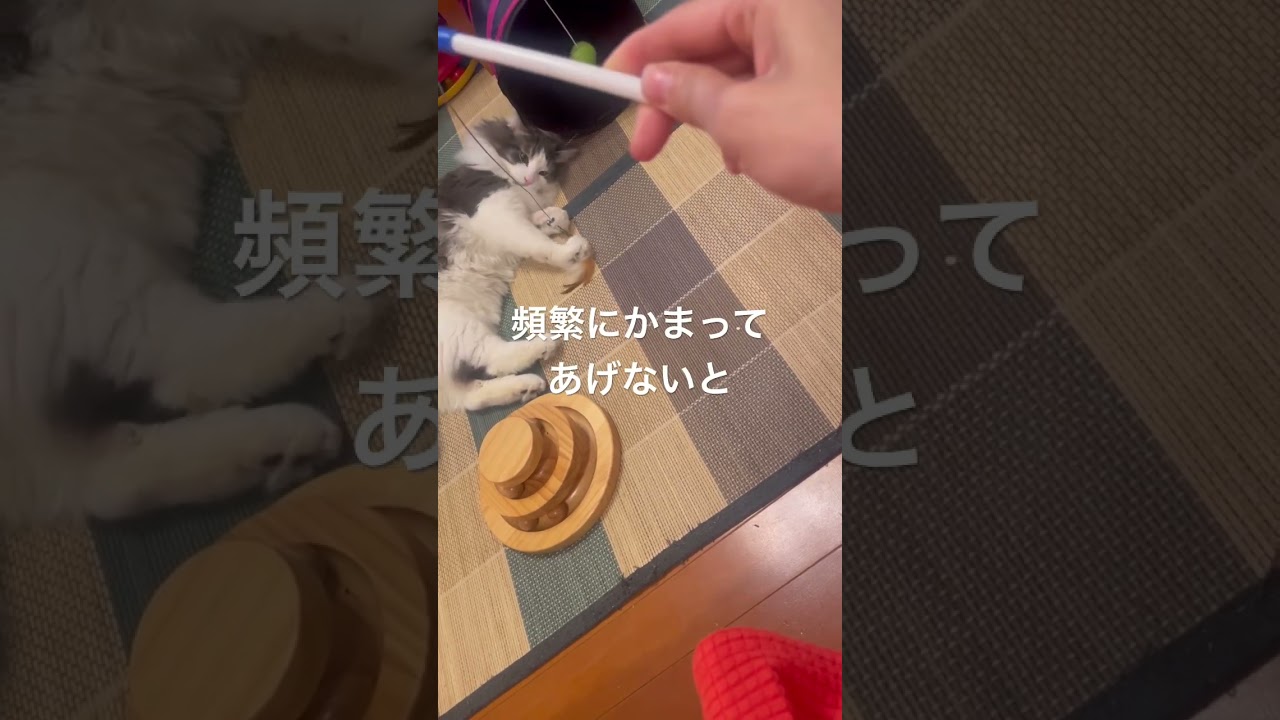 今日も全力で愛くるしいリキ #ノルウェージャンフォレストキャット #幸せな時間