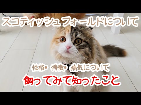 スコティッシュフォールドってどんな猫？飼ってみて改めて知ったこと