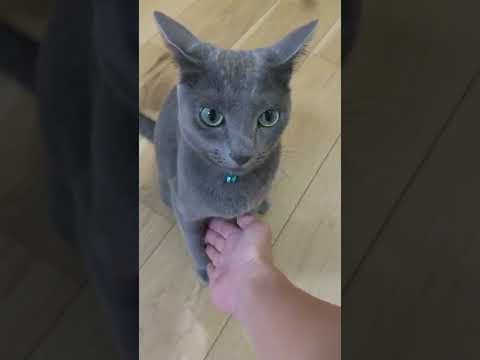 おやつ欲しさに渋々ルーティンをする猫【ロシアンブルー】