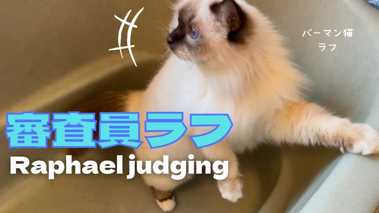 バーマン猫ラフ【審査員ラフ】Raphael judging （バーマン猫）Birman/Cat