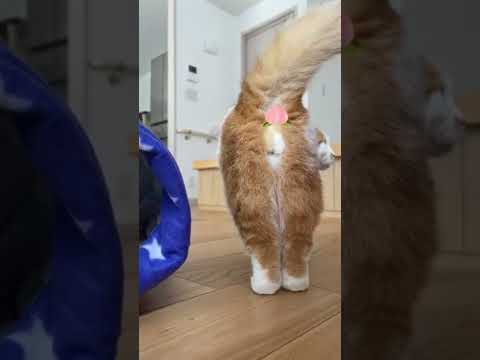 もふもふハラスメント【短足マンチカン】