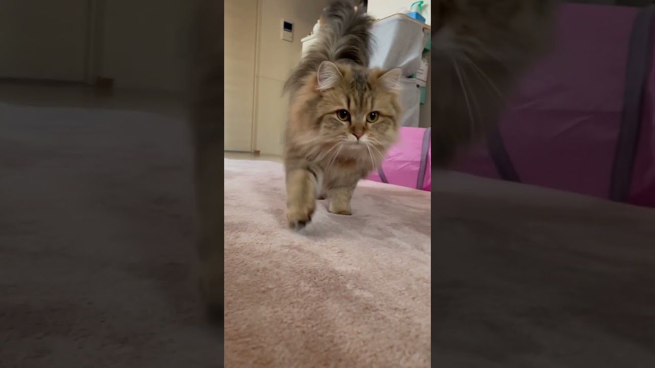 【かわいい】呼ぶと会いに来てくれる猫 #shorts #ねね207号室