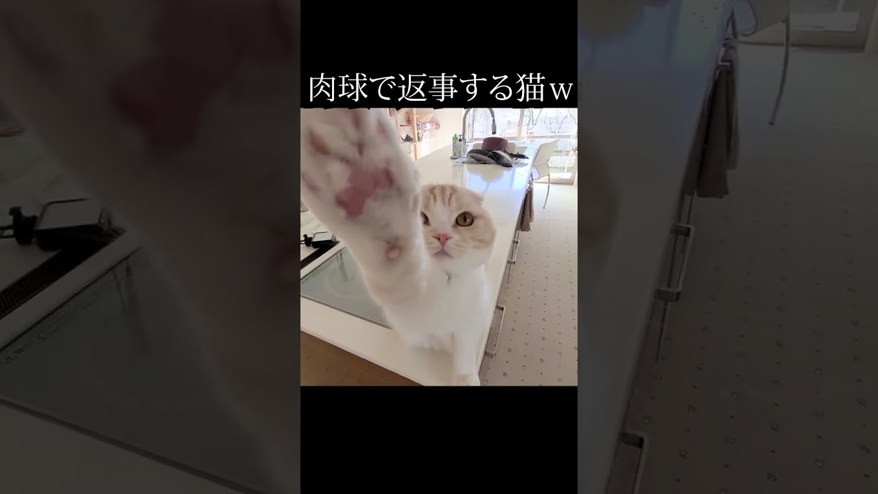 お留守番させられた猫に話しかけたら...笑#猫 #shorts