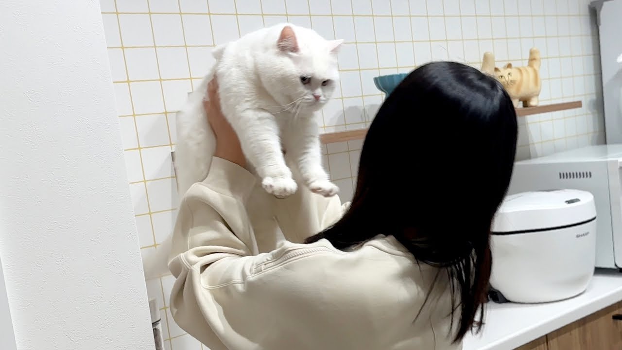 誕生日ケーキを待ちきれず捕獲されてしまった猫…笑