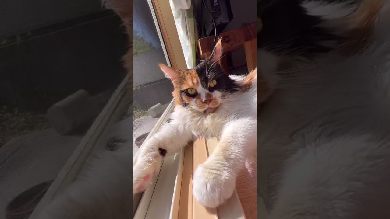 撮らなくていいから撫でてニャ【メインクーンのパンク】