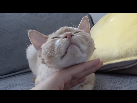 触り放題タイムのデボン猫