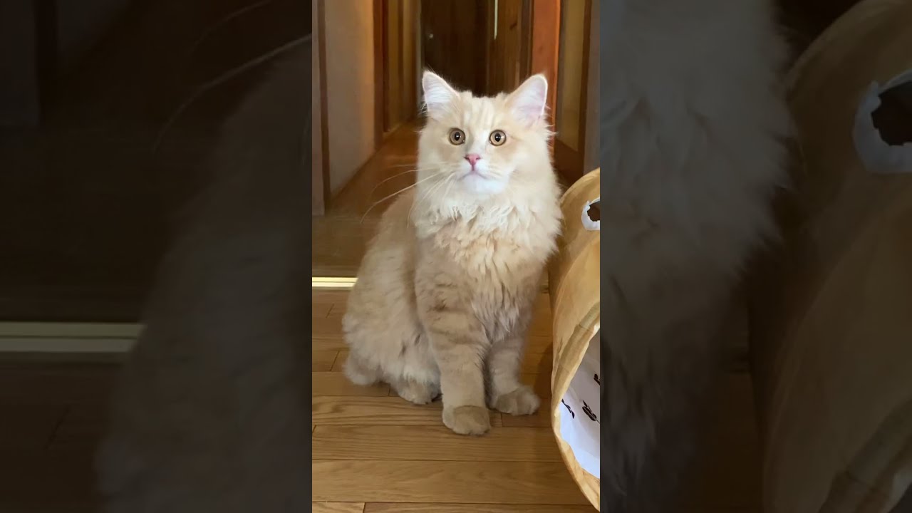 にゃんコプターと子猫！廊下で走り込み😆【サイベリアン】 #shorts