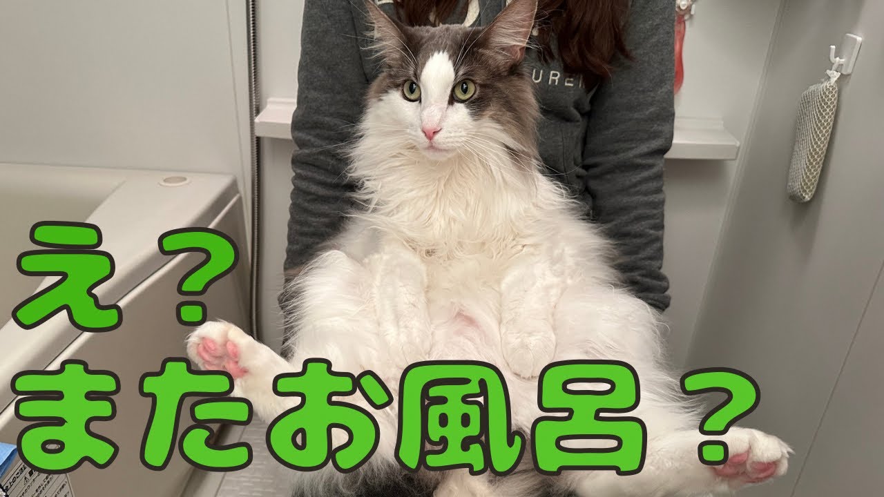 足を汚して急遽お風呂に連行される猫【メインクーン】