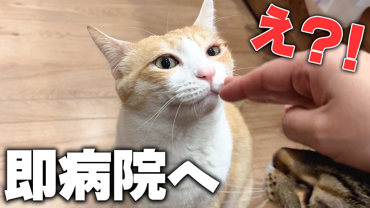 ネコの異変に気づいて即病院に連行する瞬間