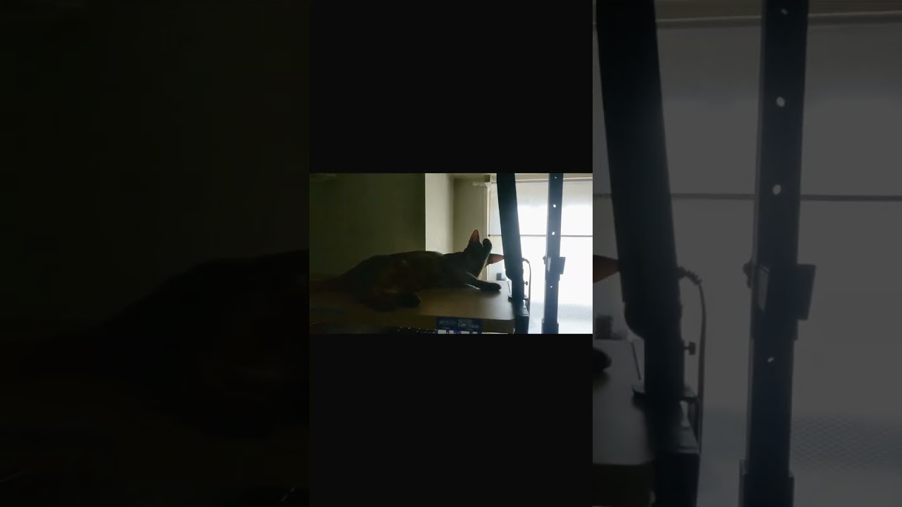 ネコ動画あび#533　#shorts　あびの毎日　アビシニアン　あび