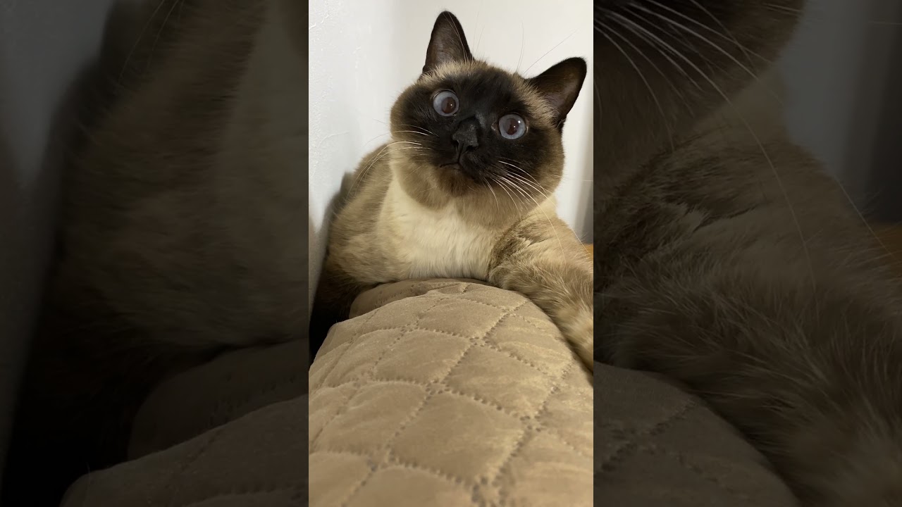【2023.03.04】今日のシャム猫のふくさん（音無し）【たぬき猫】 #Shorts