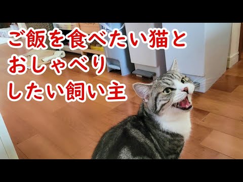 欲望の限りを尽くす猫(マンチカン) - Cat that go as far as their desires go -
