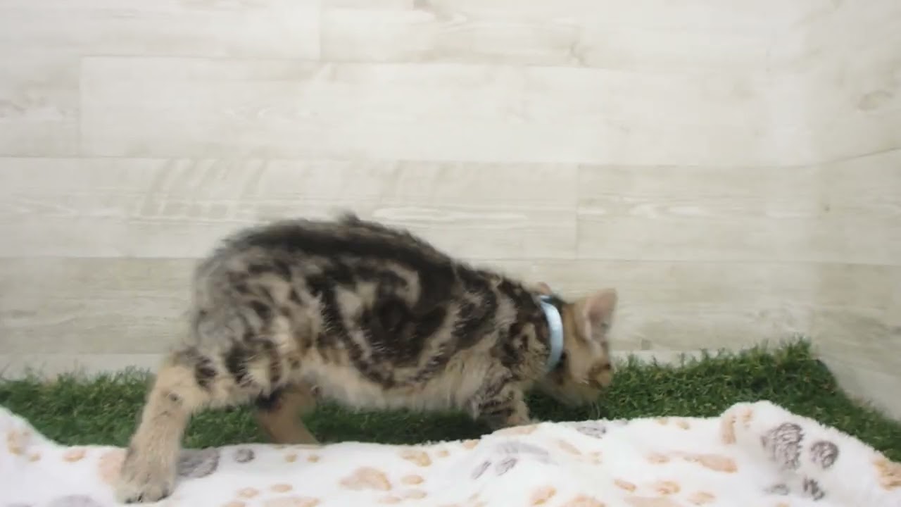 00622623 アメリカンショートヘアー