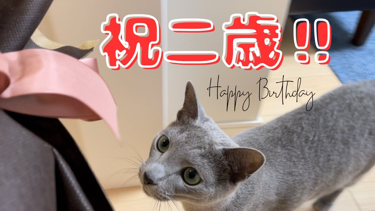 二歳の誕生日をケーキとプレゼントで祝ってみた【ロシアンブルー】