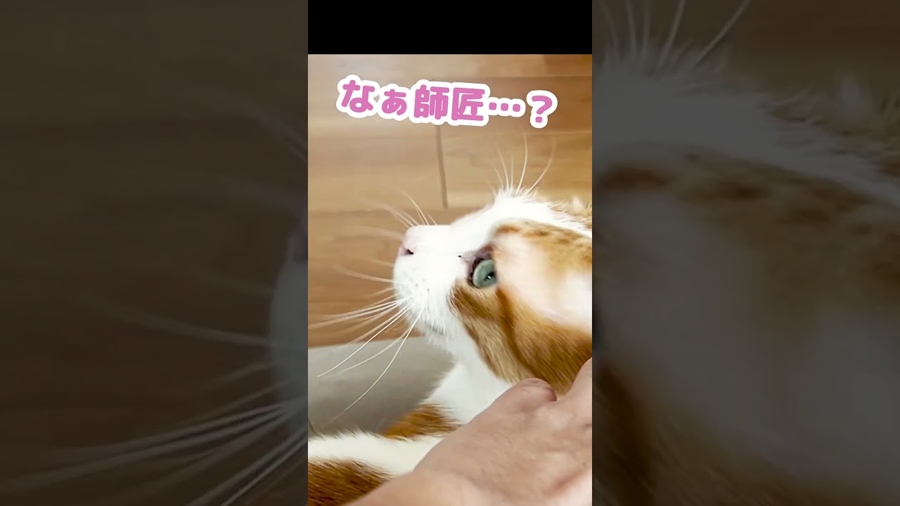 YouTubeの猫チャンネルを猫ごと売買された件 #Shorts
