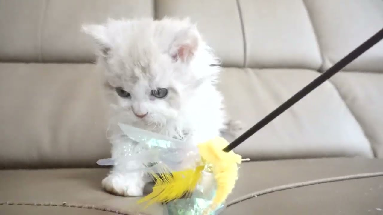 セルカークレックス子猫　2023.1.5産まれ 　クリーム&ホワイト　ロングヘアー　男の子　シーダキャット猫のお店　Selkirk Rex