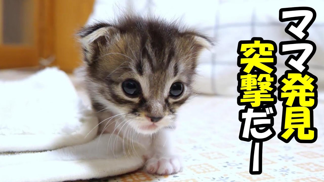 ロケット子猫がママを発見してうれしそうな顔で突進するしてきたので、抱っこの刑。【赤ちゃん猫　保護猫】